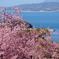 河津桜