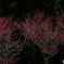 紅梅
