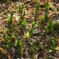 鈴蘭水仙の新芽