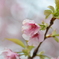 寒桜