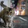 野良猫 バリアングル 縦撮影 夜