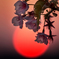 Cherry Blossoms & Sun set