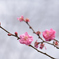 梅の花