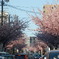 桜の街並み