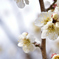 梅の花②