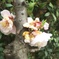 桜開花宣言