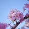 河津桜  大阪大仙公園