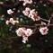 あんずの花