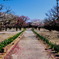 RSKバラ園　梅②