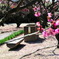 RSKバラ園　梅⑤