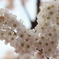 春めき桜Ｖ