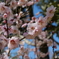 梅の花