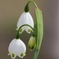街の花