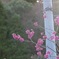 春のお花