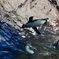 Flying penguins