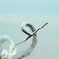 2017年度芦屋航空祭