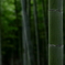 「竹」