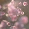 春は急ぎあし