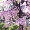 北野天満宮　梅