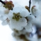 北野天満宮　梅