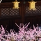 北野天満宮　梅
