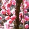 京都御苑にて