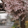 バス停の桜