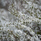 雪柳