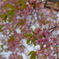 河津桜