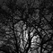 Platanus orientalis