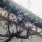 猫実にきたはる