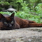 たそがれの猫