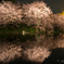 三渓園の桜
