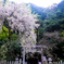 Otoyo Shrine (大豊神社)