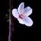 桜一輪