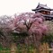郡山城跡のしだれ桜 ～開花～