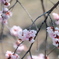 梅の花