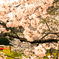 桜望遠鏡