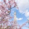 桜ノ木  空ノ木