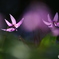 花灯り