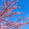 近所の桜（？）