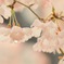 雨桜