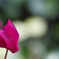 花　その65