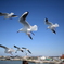 海鳥