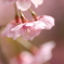 河津桜ふわり