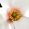 コブシの花