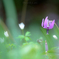_SpringEphemeral