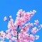 河津桜と青い空