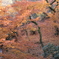 東福寺 紅葉の絨毯