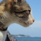 アイルねこ